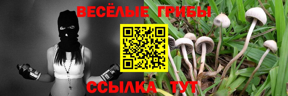 Псилоцибиновые грибы Psilocybe  Вход с VPN  Зима 